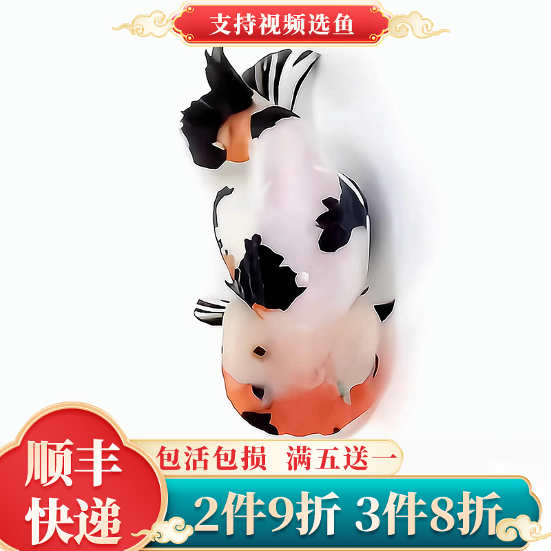 2件9折/3件8折兰寿金鱼5条送1条