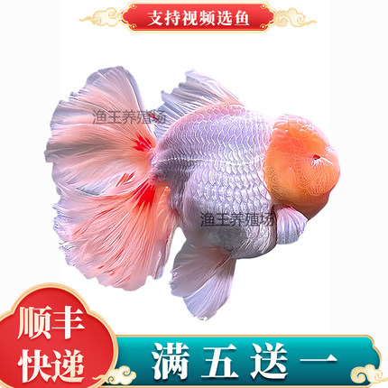 精品百褶泰狮金鱼鱼苗黑红白将军玛丽菠萝元宝进口大尾千褶观赏鱼
