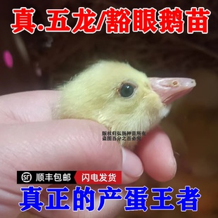 宠物蛋鹅苗小种鹅活苗五龙鹅豁眼鹅百子鹅苗活体养殖厂家直发包邮
