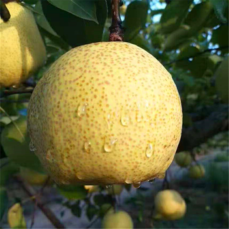 自己家人吃的好吃才敢推荐给网友