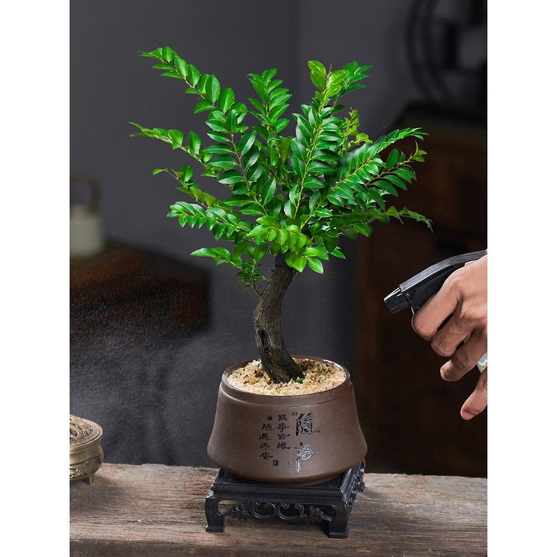 小叶紫檀盆景老桩植物室内茶几客厅办公桌面树苗四季好养绿植盆栽