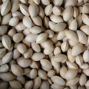 新采银杏种子白果种子银杏树种子绿化苗木树种子2019新种子银杏籽