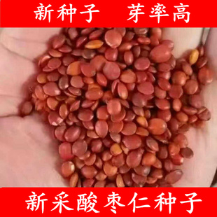 新采酸枣种子净籽南酸枣仁种子 酸枣核种子 枣子种子  枣树种籽