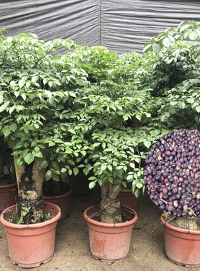 幌伞枫种子 广伞枫 富贵树晃伞枫种籽 幸福树 绿化林木苗木树种籽