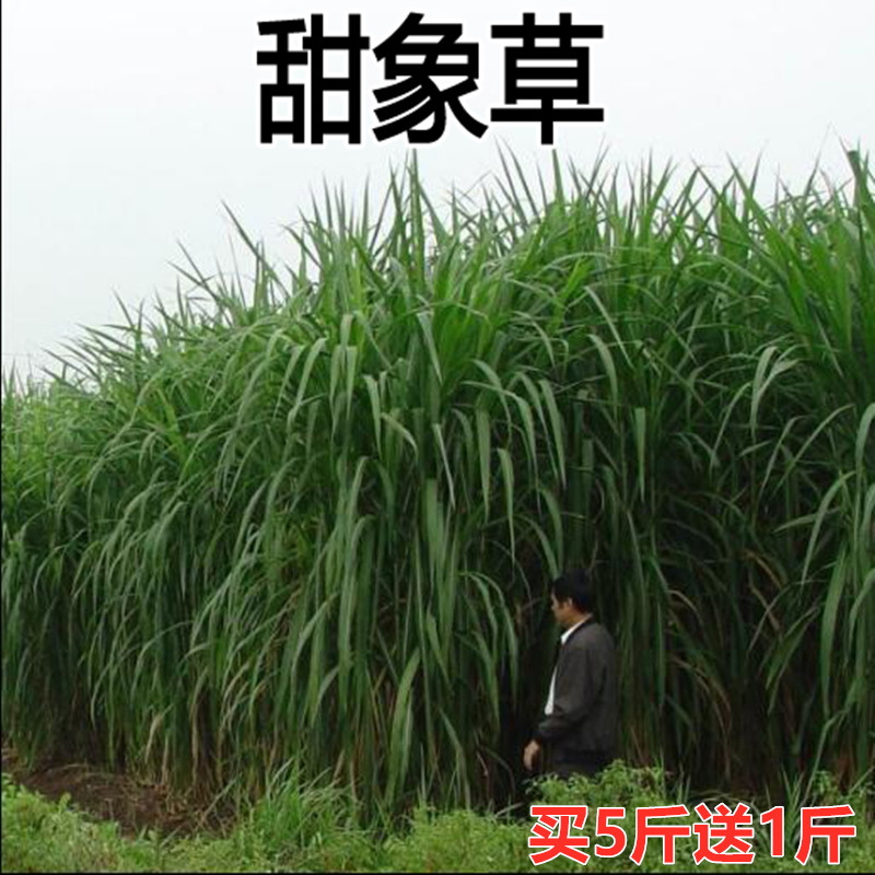 台湾甜象草种孑象草籽四季牧草多年生高产牧草种子牛羊皇竹草子种