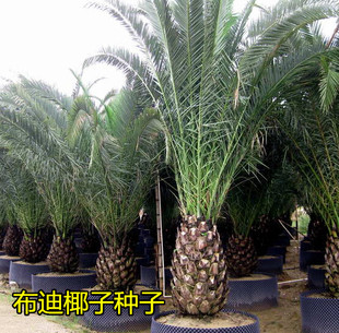 热带椰子布迪椰子种子 原产地巴西果实冻子椰子 布迪椰子树苗种子