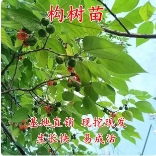 构树苗禇树杂交构树小苗绿化行道树木造林饲养猪牛羊吃饲料构树叶