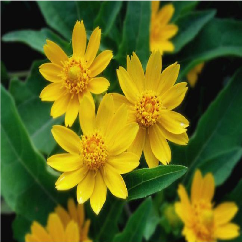 散装皇帝菊种子 花草种籽 易种庭院室内阳台种盆栽花卉种子