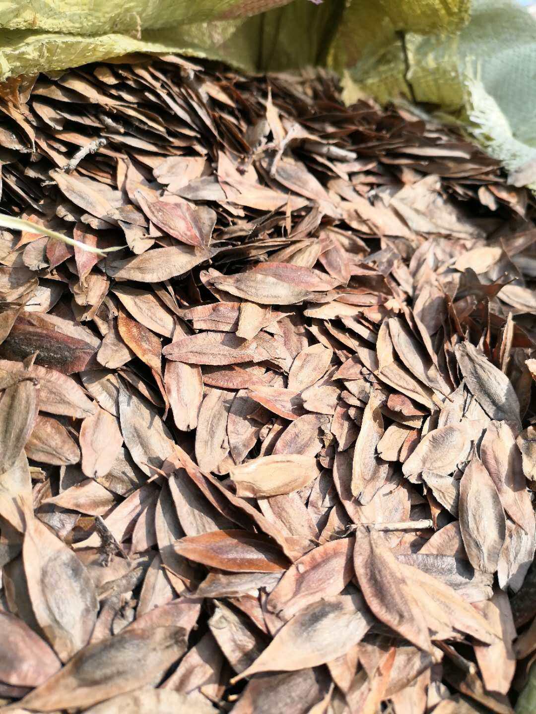 精选优质杜仲仲子 新采杜仲树种子 中药杜仲 杜仲树籽500克包邮