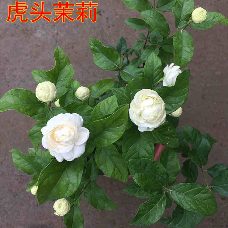 三叶轮生虎头茉莉盆栽四季开花重瓣茉莉阳台庭院花卉当年开花包邮