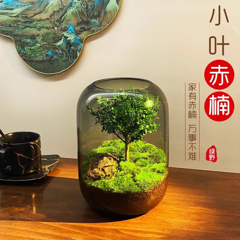 生命之树微景观生态瓶桌面微景观玻璃花瓶透明创意水培养绿植摆件
