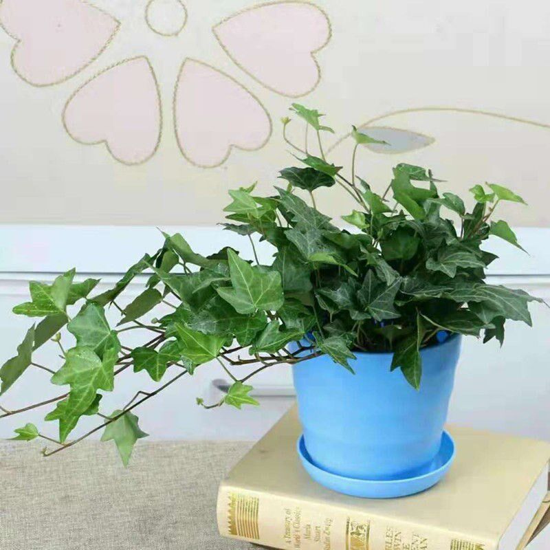 常春藤盆栽室内垂吊植物吸甲醛除苯净化空气四季常青藤蔓绿植包邮