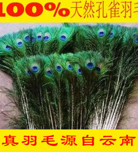 孔雀羽毛 天然孔雀毛 孔雀翎 云南精品孔雀翎毛 热带老孔雀毛