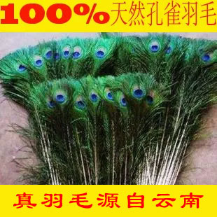 孔雀羽毛 天然孔雀毛 孔雀翎 云南精品孔雀翎毛 热带老孔雀毛