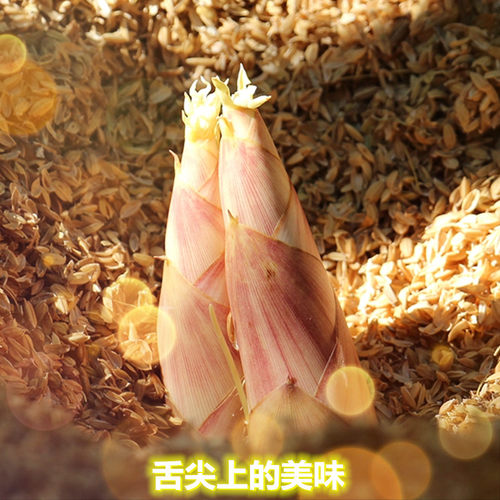 临安天目山雷笋春笋腌油焖笋冬笋