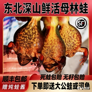 活蛤蟆雪蛤长白山东北特产鲜活母林蛙黄肚皮母豹子鲜活带籽蛤蟆