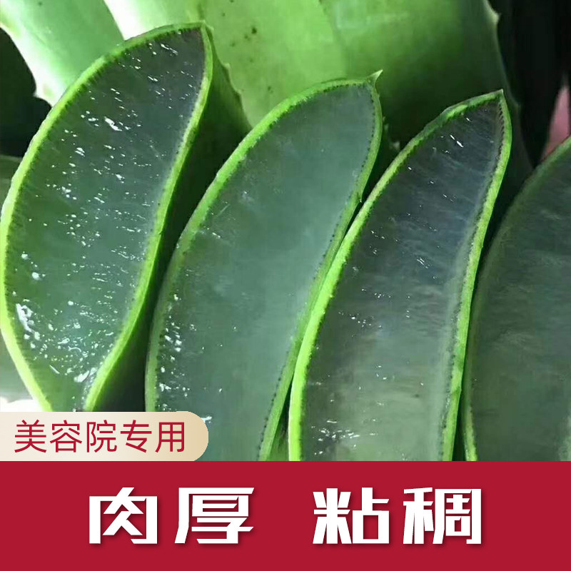 库拉索芦荟盆栽美容院灌肤专用室内绿植鲜新叶片可食用药用植物苗