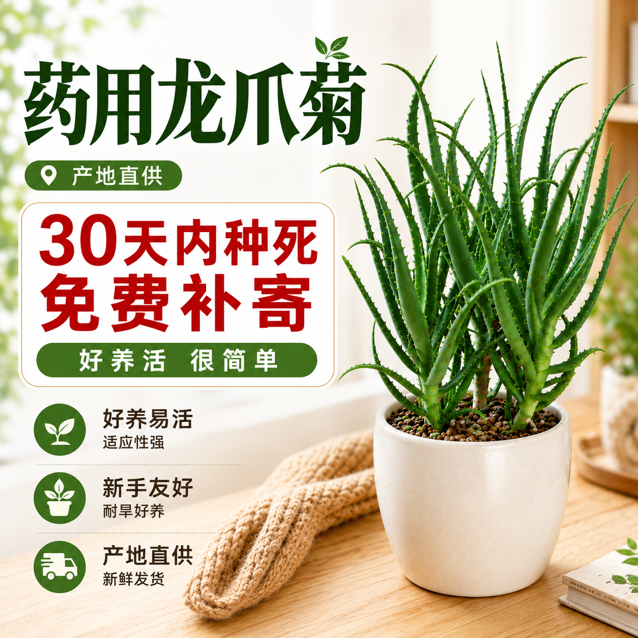 龙爪菊药用盆栽10年以上木立芦荟植物三年小苗可食用美容消炎叶片