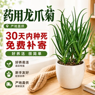 龙爪菊药用盆栽10年以上木立芦荟植物三年小苗可食用美容消炎叶片