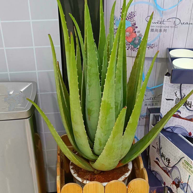 芦荟盆栽美容院灌肤专用 库拉索可食用植物 鲜新叶片大叶子包粘稠