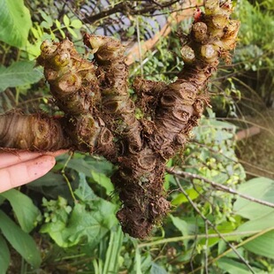 正品水八角莲中药材贵州秋海棠一口血花鸡公水黄连水蜈蚣根水八角