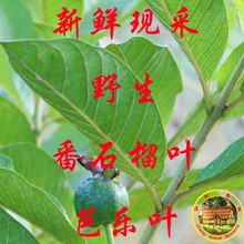 新鲜土番石榴叶 土芭乐叶 番桃叶500包邮 带枝发货