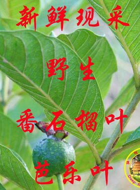 0新鲜野生番石榴包邮发货芭乐