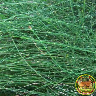 新鲜节节草现采木贼草土木贼锁眉草笔杆草节节菜500g草药包邮