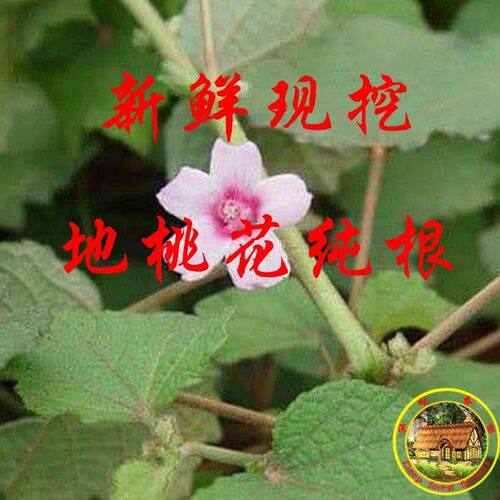 中药材 地桃花根 拦路虎 八卦根 肖梵天花根 三脚破500克包邮