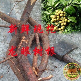 新鲜现挖 龙眼树根 桂圆根500克包邮 50多年老树根 整段发货