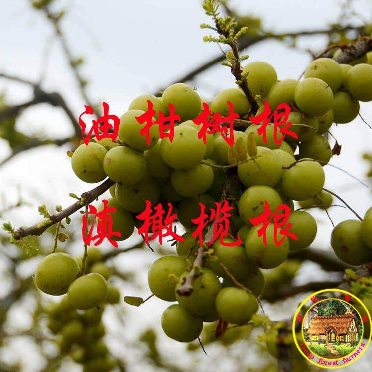 新鲜 油柑树根 中药材余甘根 滇橄榄根 现挖整段500g包邮