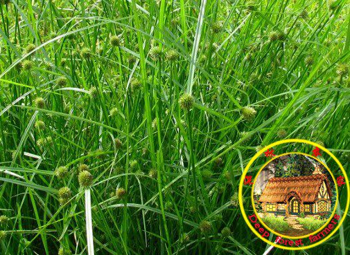 新鲜一箭球 三叶珠 散寒草  白顶草 火把草 水蜈蚣 500g包邮