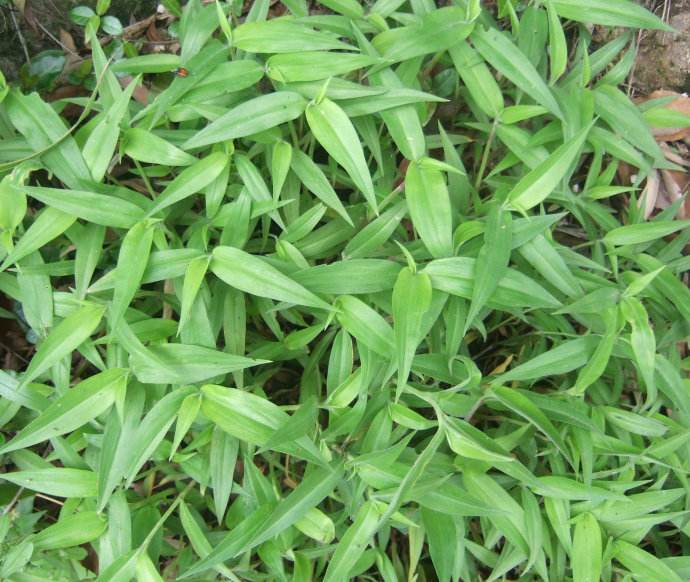 现采新鲜鸭拓草 鸭跖草 500g包邮 竹节菜 竹叶菜碧竹子淡竹叶