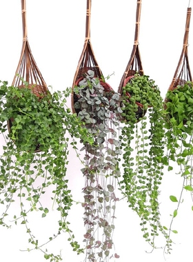 吊兰壁挂悬挂室内垂吊植物百万心串钱藤爱之蔓金边翡翠绿萝常春藤