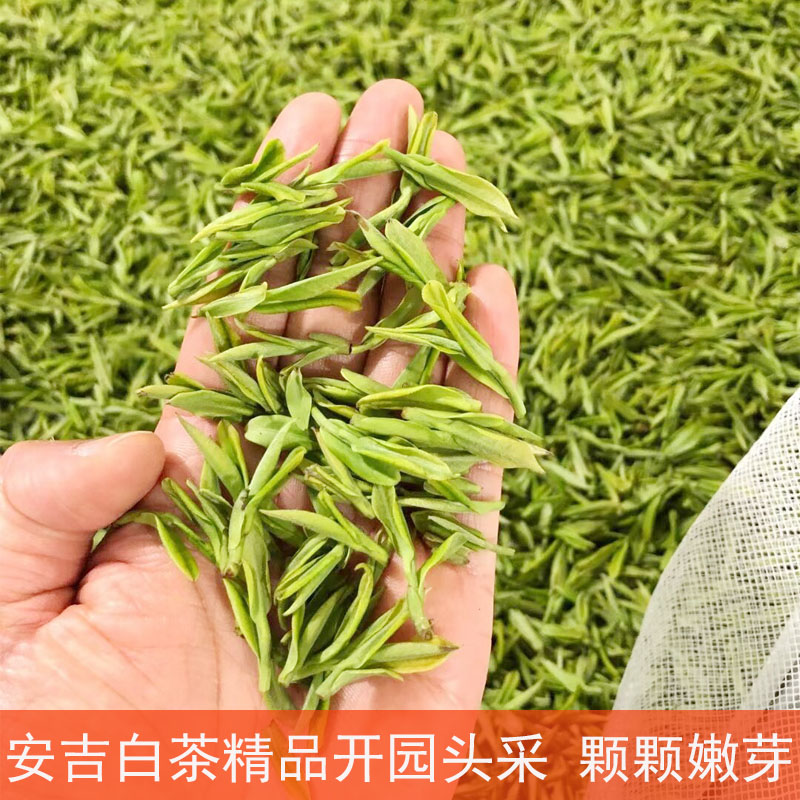 精品特级正宗开园头采250g明前茶