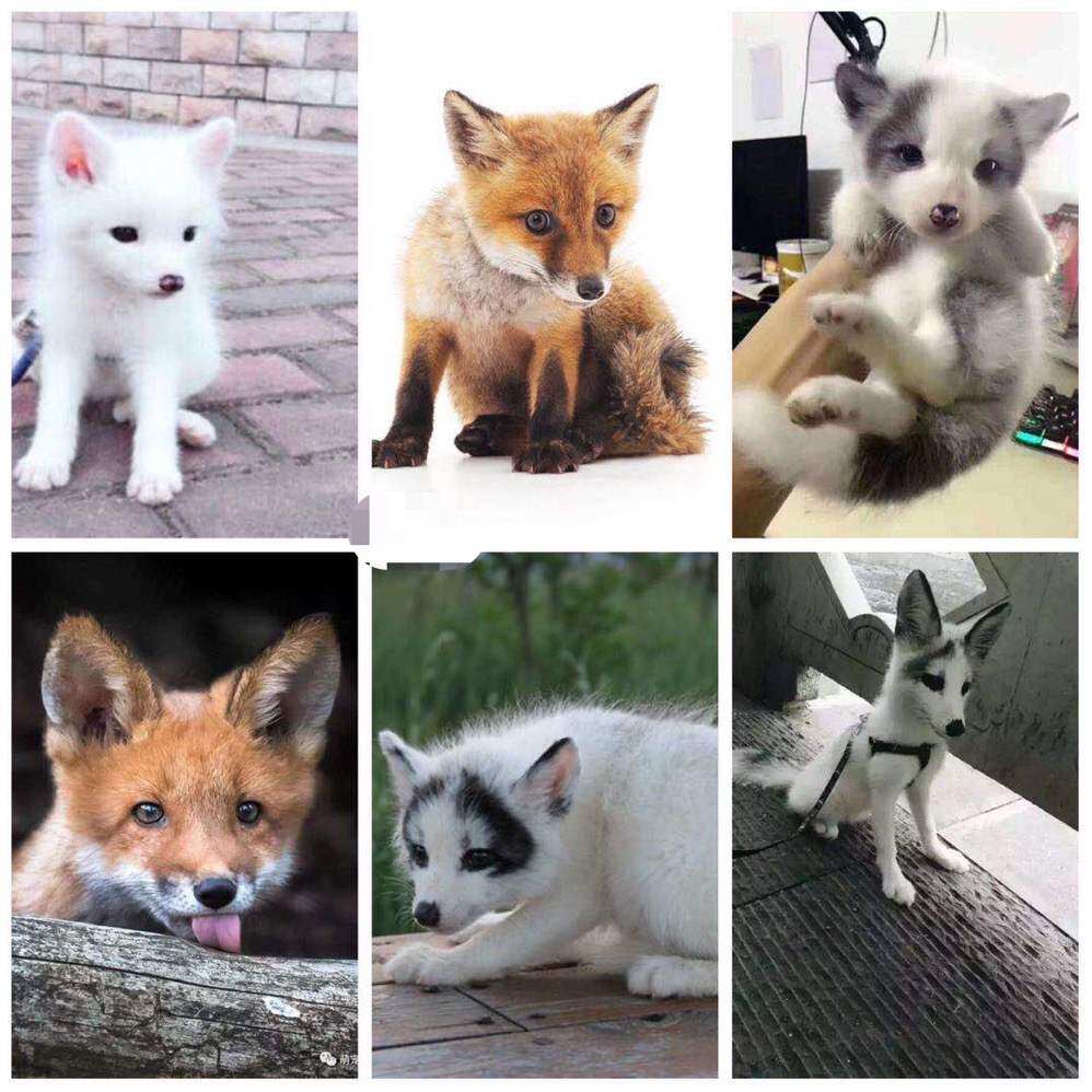 白狐狸宠物银狐价格 白狐狸宠物银狐图片 星期三