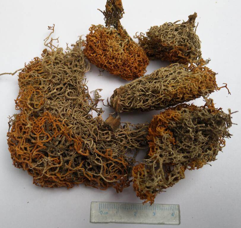 金刷把 纯正品 500g野生金丝刷 松石蕊 红雪茶 金丝茶