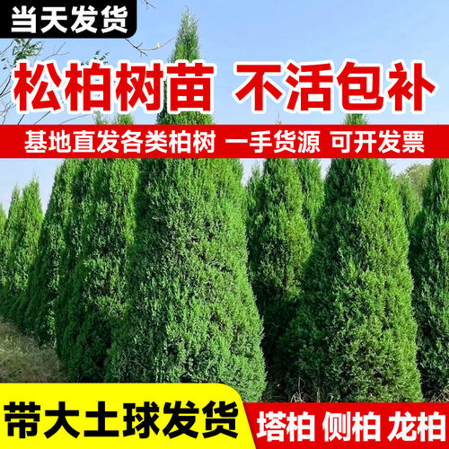 柏树树苗塔柏侧柏龙柏庭院行道风景大树园林工程绿化乔木四季常青
