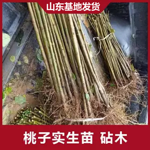 桃树砧木苗未嫁接桃树苗毛桃苗拆迁占地苗原生苗实生苗毛苗占木苗