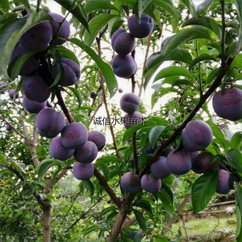 五月脆李子树苗凤凰李苗早熟一点红嫁接脱骨李子苗川果苗木果