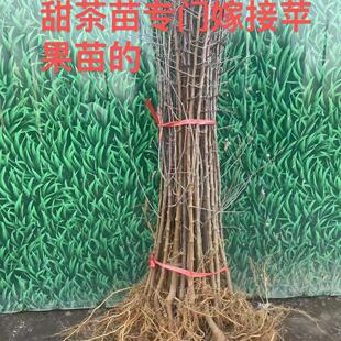 甜茶苗山丁子嫁接苹果砧木苗毛苗现挖现发山东保湿发货