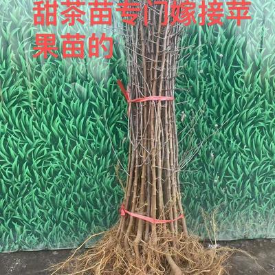 毛苗甜茶苗好活占木苹果苗