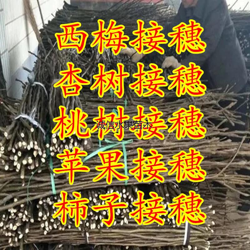 枝条接穗无花果梨树李子杏树