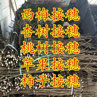 西梅接穗苹果接穗杏树接穗桃树接穗梨树接穗无花果枝条嫁接枝条
