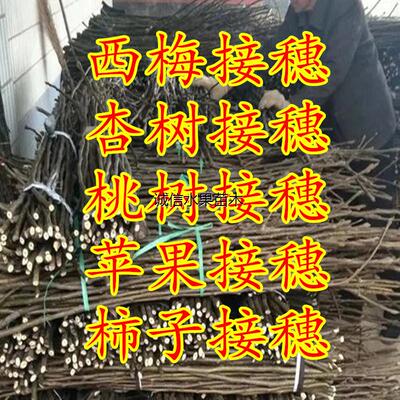 枝条接穗无花果梨树李子杏树