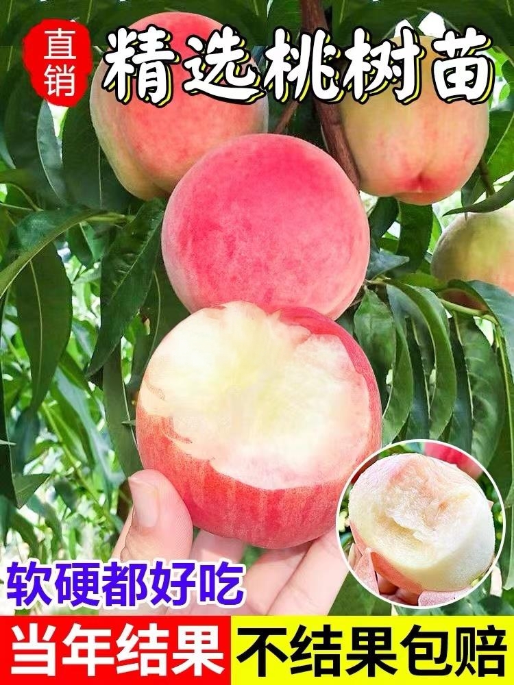 嫁接早熟水蜜桃树苗正宗冬黄桃树苗离核盆栽地栽南方北方四季种植