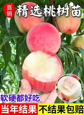 嫁接早熟水蜜桃树苗正宗冬黄桃树苗离核盆栽地栽南方北方四季种植