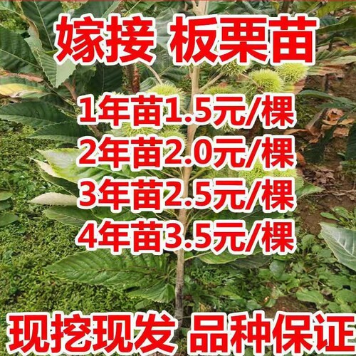 板栗苗树大红袍油栗当年结果南方北方种植盆栽地栽特大果嫁接树苗