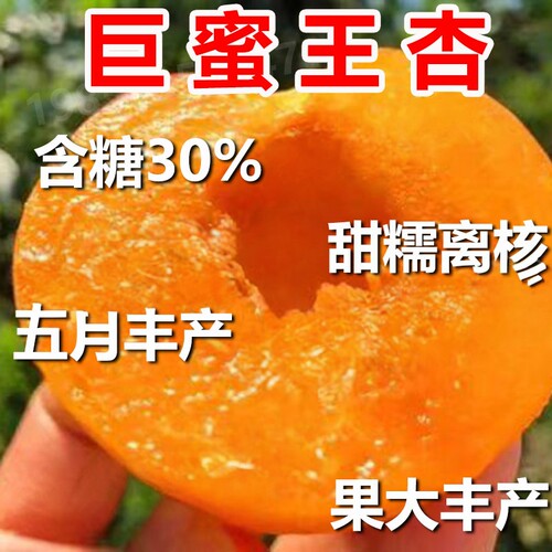 嫁接杏树苗特大早熟杏子苗巨蜜王南方北方种植盆栽地栽果树苗