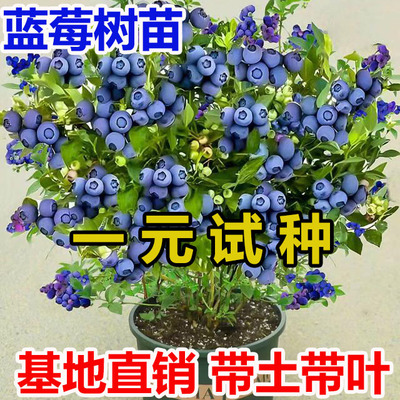 蓝莓树果苗盆栽地栽南北方种植四季兔眼特大果蓝莓苗